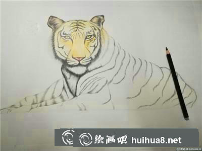 動物彩鉛