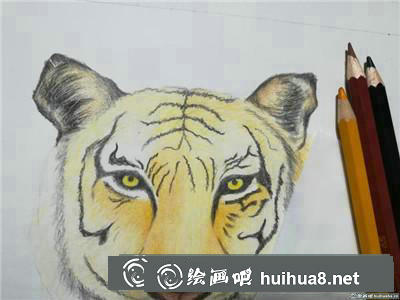 動物彩鉛