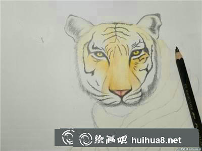 動物彩鉛
