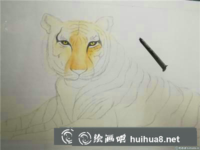 動物彩鉛