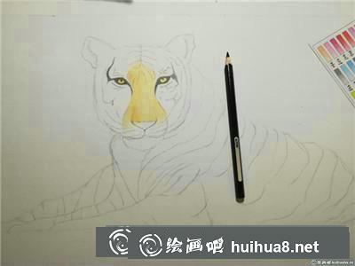 動物彩鉛