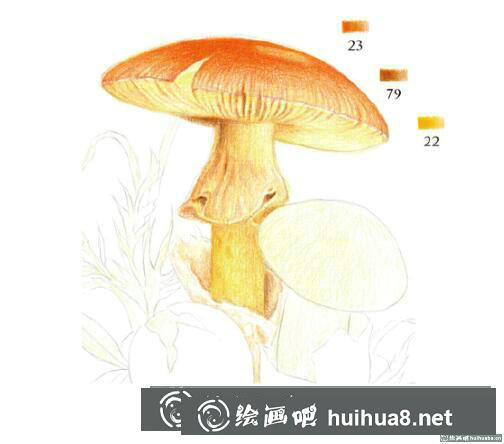 彩鉛畫教程