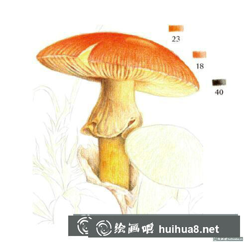 彩鉛畫教程