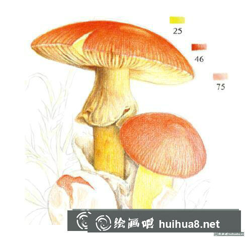 彩鉛畫教程