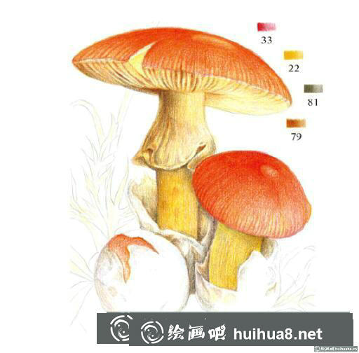 彩鉛畫教程