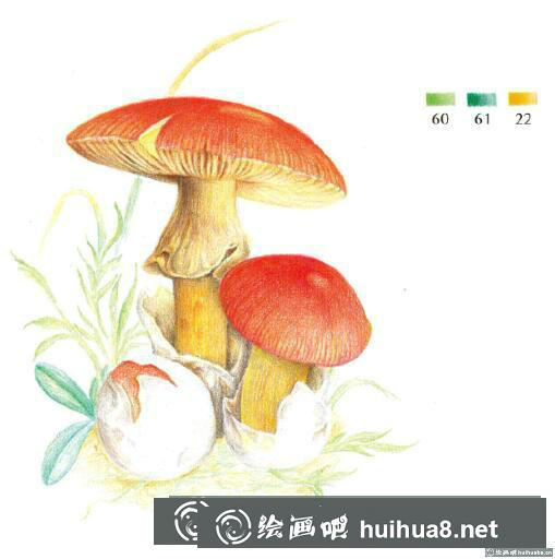 彩鉛畫教程