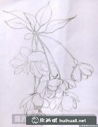 水彩花卉教程垂絲海棠畫法
