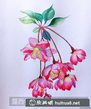 水彩畫海棠花