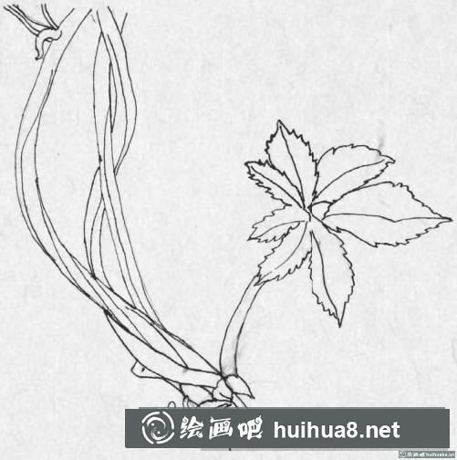 鋼筆畫(huà)藤蔓