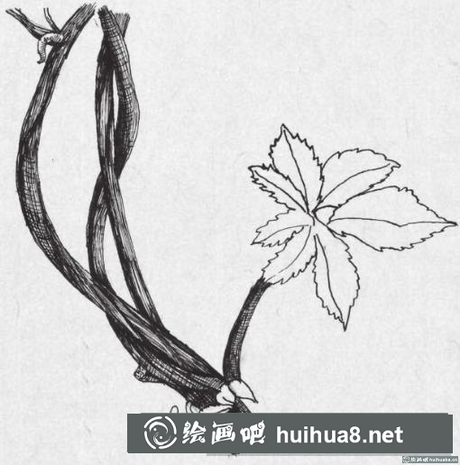 鋼筆畫(huà)藤蔓