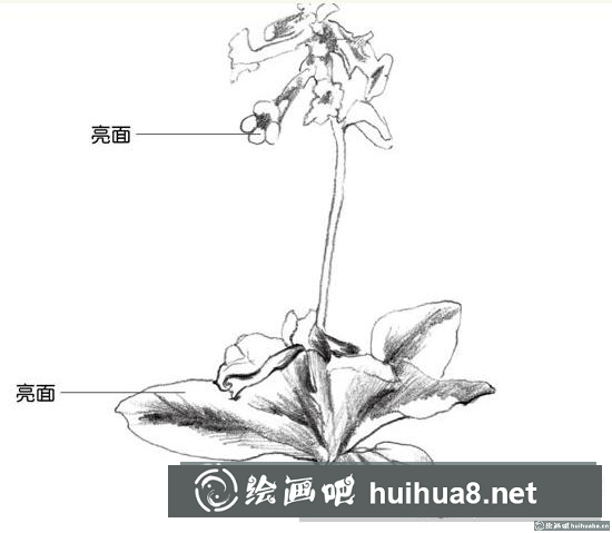 速寫畫地黃花