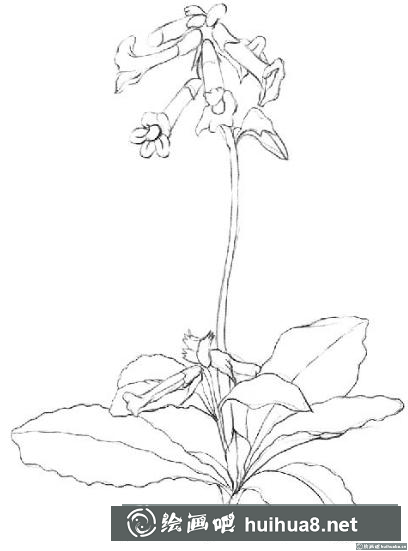 速寫畫地黃花