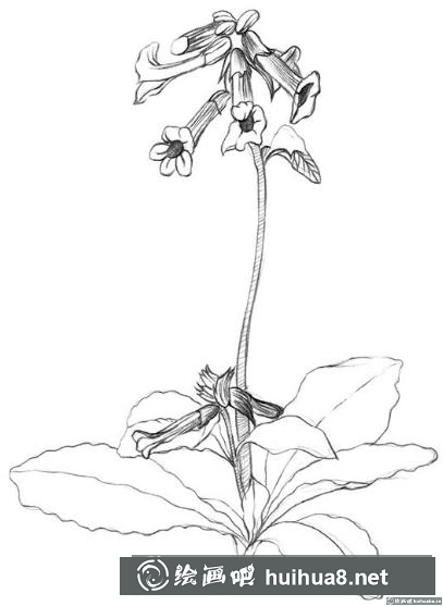 速寫畫地黃花