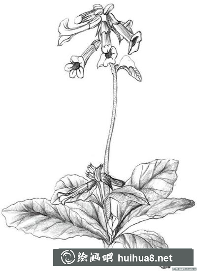 速寫畫地黃花