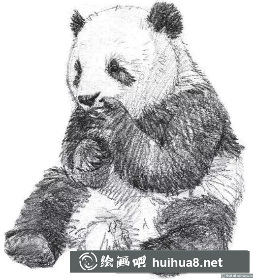 素描畫大熊貓