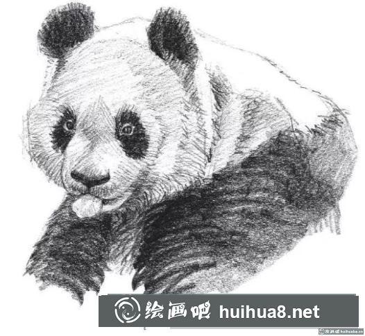素描畫大熊貓