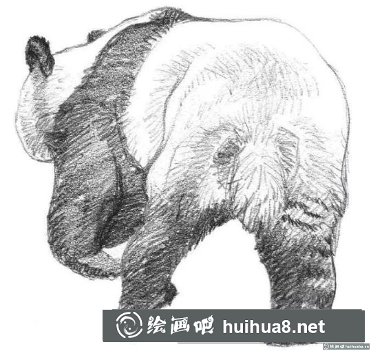 素描畫大熊貓