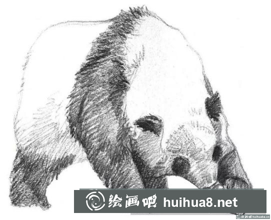 素描畫大熊貓