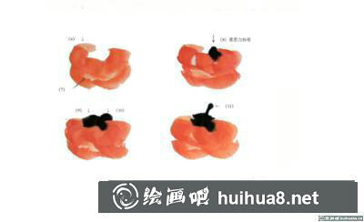 柿子的畫法 柿子的畫法