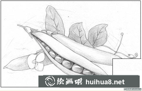 彩鉛畫草莓