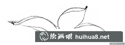 花卉的畫法