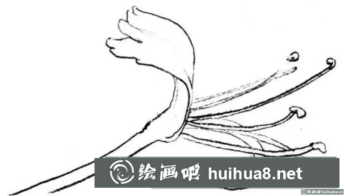 花卉的畫法