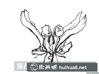 花卉的畫法