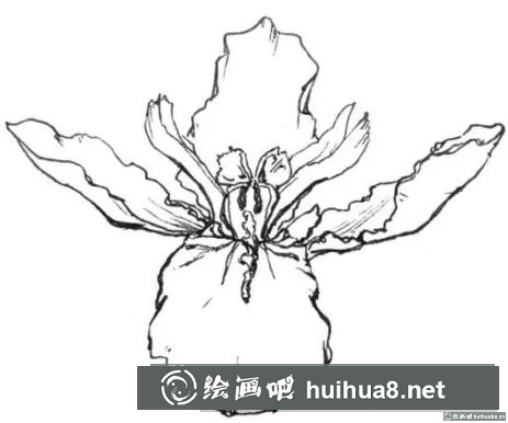 花卉的畫法