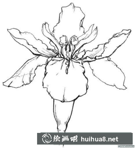 花卉的畫法