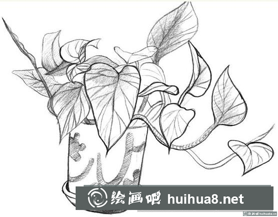 綠蘿的畫法