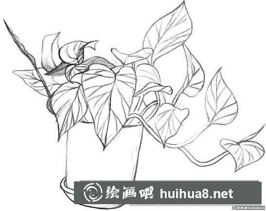 綠蘿的畫法