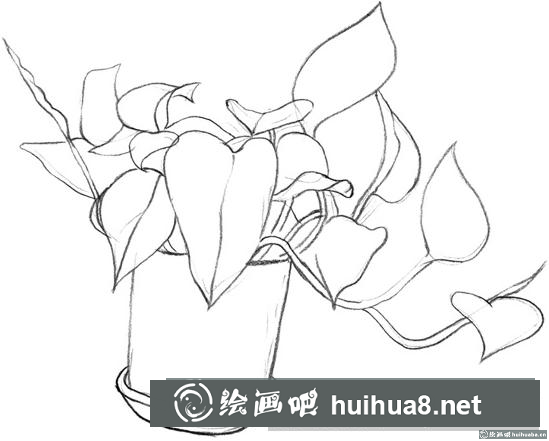 綠蘿的畫法