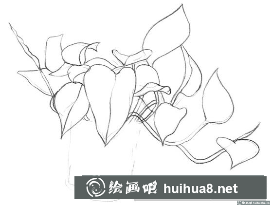 綠蘿的畫法