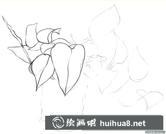 綠蘿的畫法