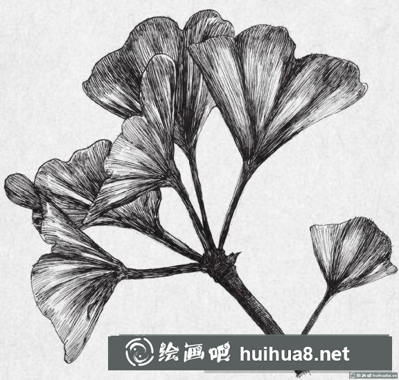 鋼筆畫銀杏葉