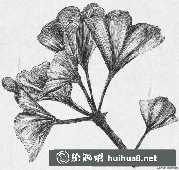 鋼筆畫銀杏葉