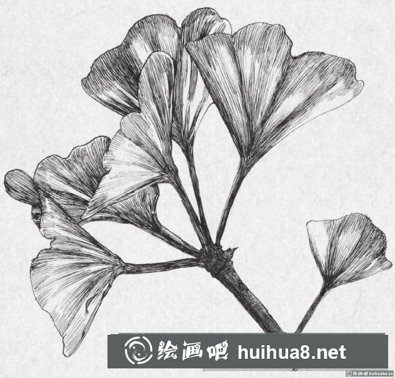 鋼筆畫銀杏葉