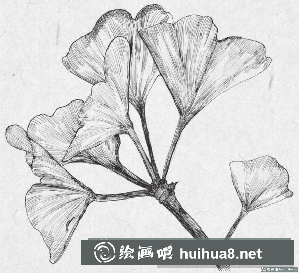 鋼筆畫銀杏葉