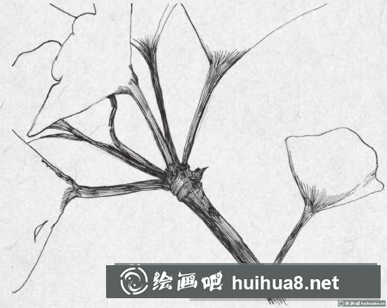 鋼筆畫銀杏葉