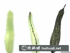 國畫教程絲瓜繪制方法
