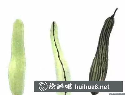 如何畫絲瓜