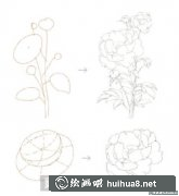 水彩畫教程芍藥花繪制方法