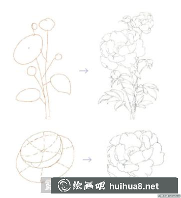 怎么畫芍藥花