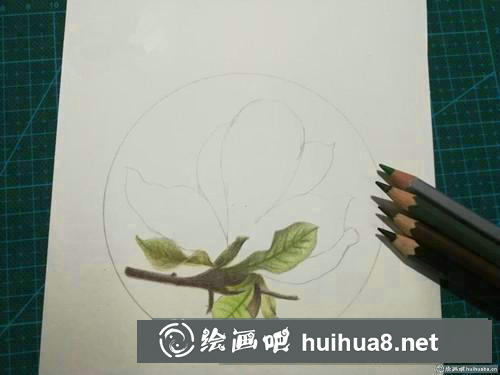 優(yōu)雅玉蘭花彩鉛畫