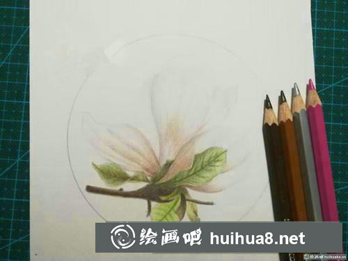 優(yōu)雅玉蘭花彩鉛畫