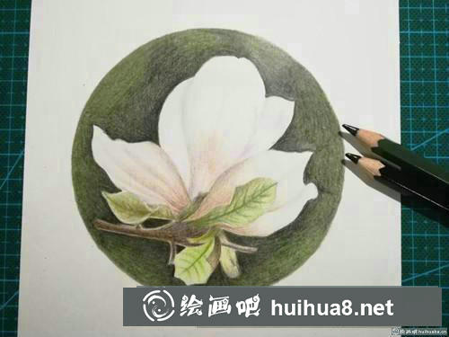 優(yōu)雅玉蘭花彩鉛畫