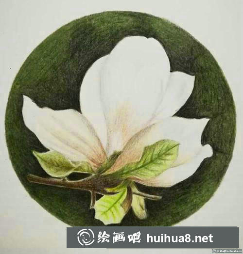 優(yōu)雅玉蘭花彩鉛畫
