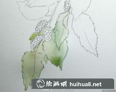 水彩畫桑葚