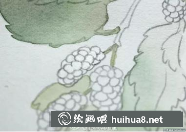 水彩畫桑葚