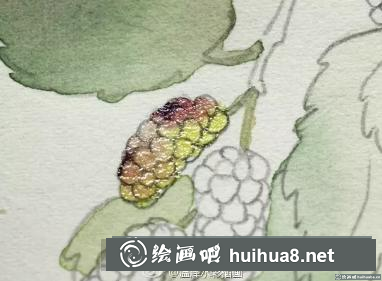 水彩畫桑葚